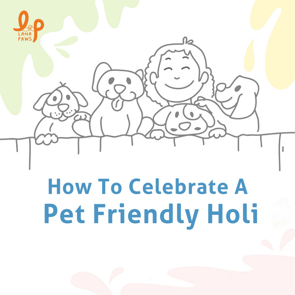 celebrating holi festivals with pets