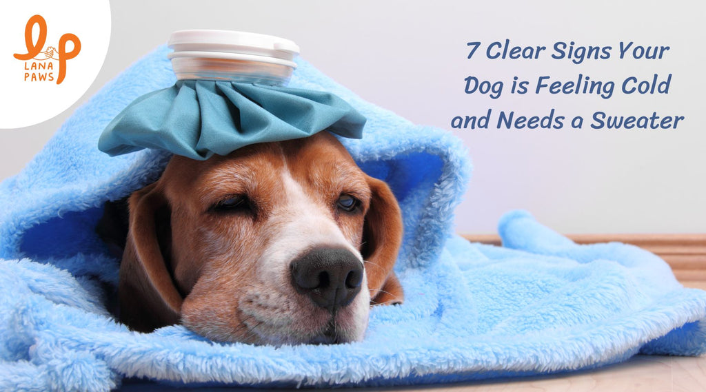 signs your dog is feeling cold and needs a sweater