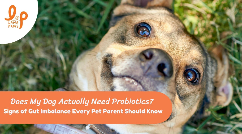Signs Your Dog's Gut May Be Out of Balance