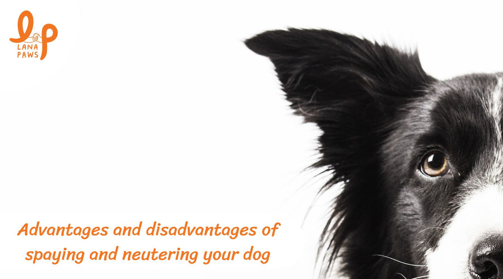 Advantages and disadvantages of spaying and neutering your dog