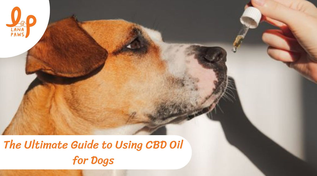 The Ultimate Guide to Using CBD Oil for Dogs