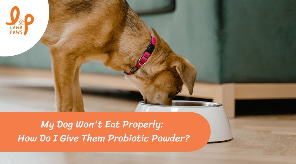 Giving dog probiotic powder to a picky eater