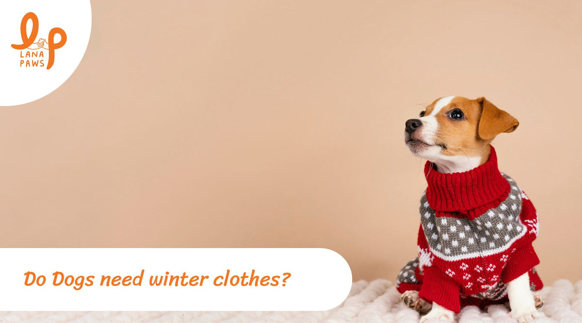Do dogs need winter clothes? l Lana Paws Blog Do dogs need winter clothes? l Lana Paws Blog