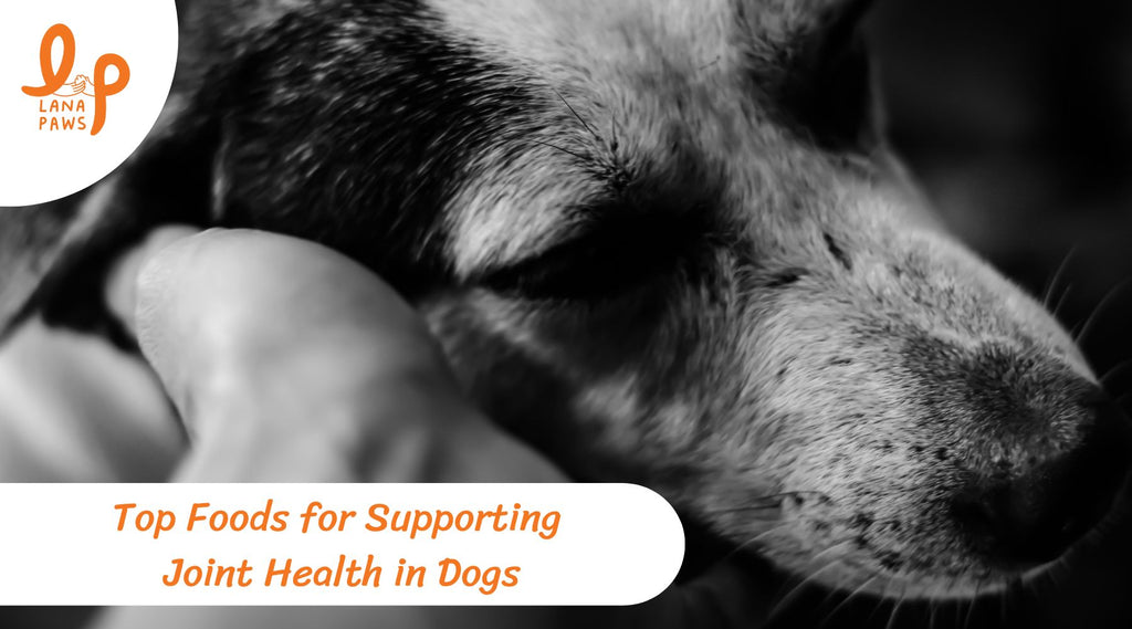 Top Foods for Supporting Joint Health in Dogs: A Comprehensive Guide