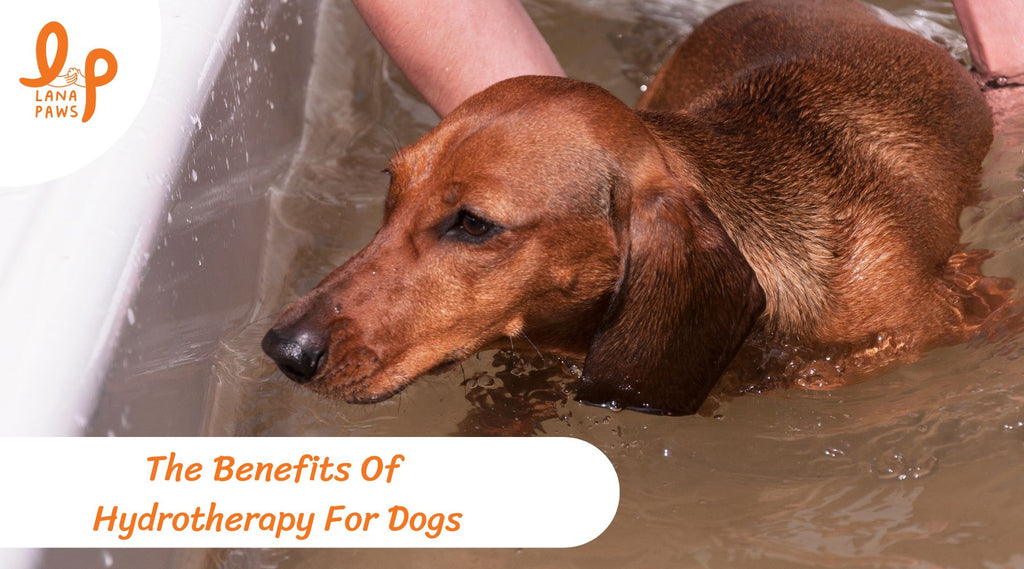 How hydrotherapy can help dogs with arthritis