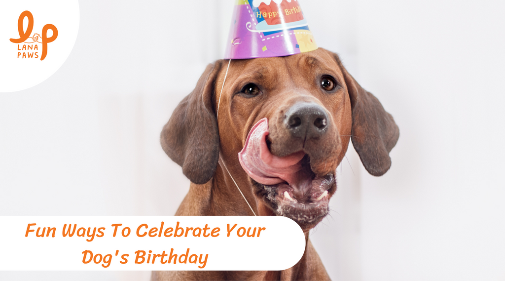 budget friendly gift ideas for dog's birthday