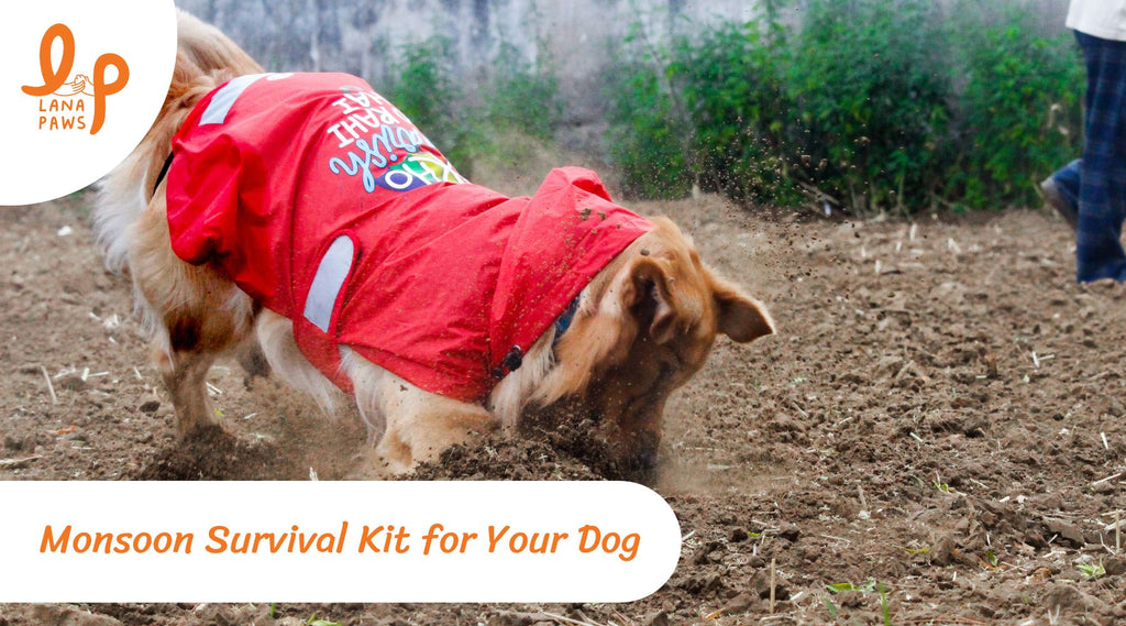 Monsoon Survival Kit for Your Dog (City-Wise Guide for India)