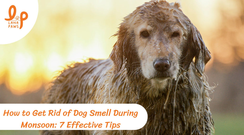 tips to get rid of dog smell during monsoon and rains