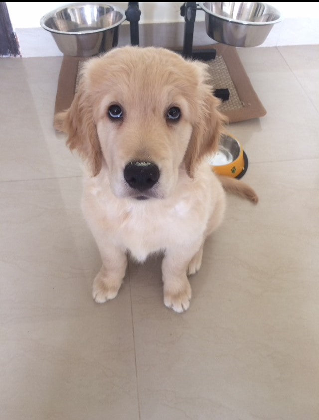 Buddy, our Super-pup