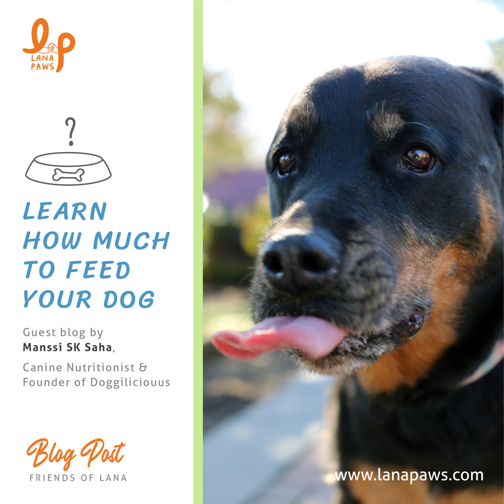 Lana Paws blog on how much should i feed my dog