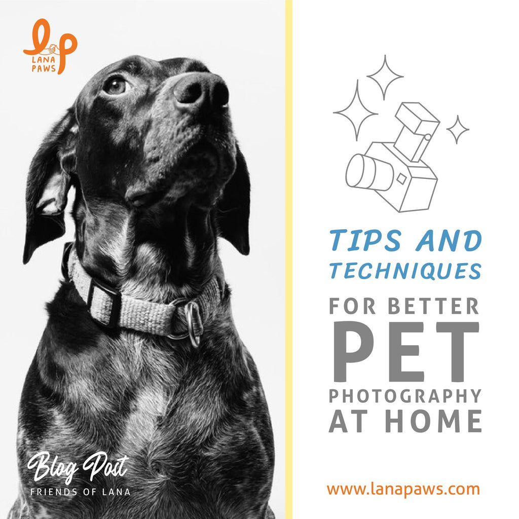 Lana Paws blog on tips and techniques for better pet photography at home