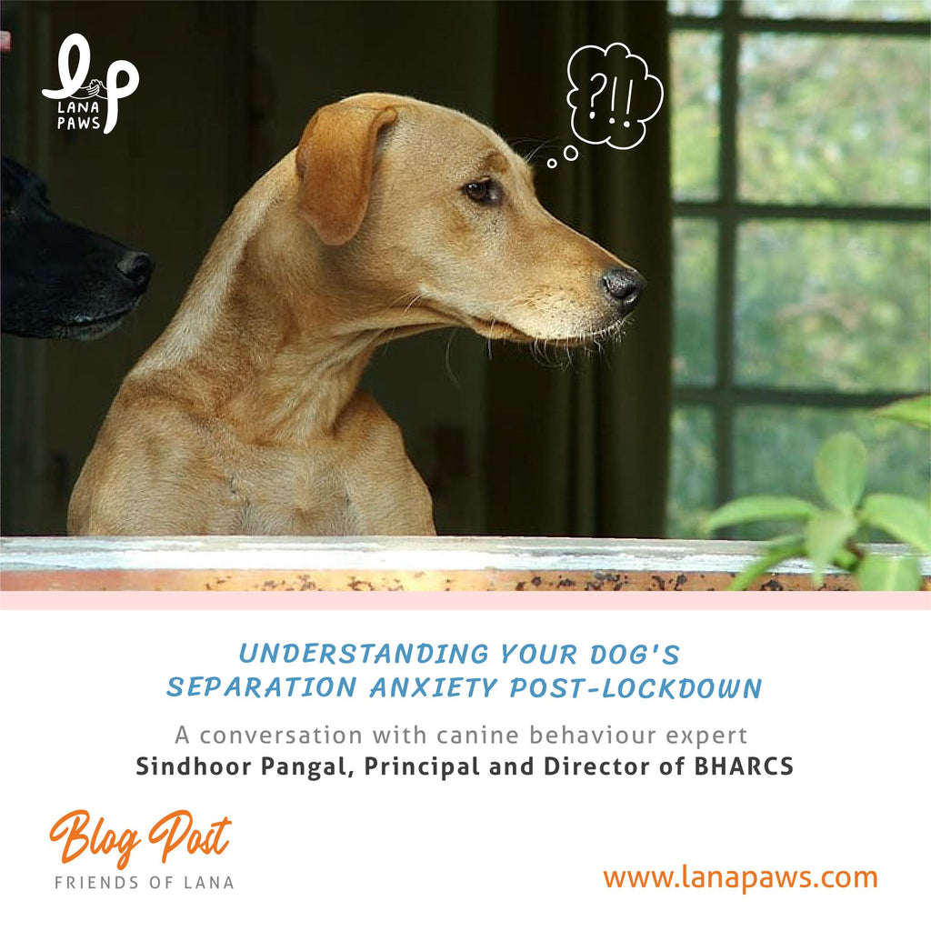 help your dog deal with separation anxiety post lockdown