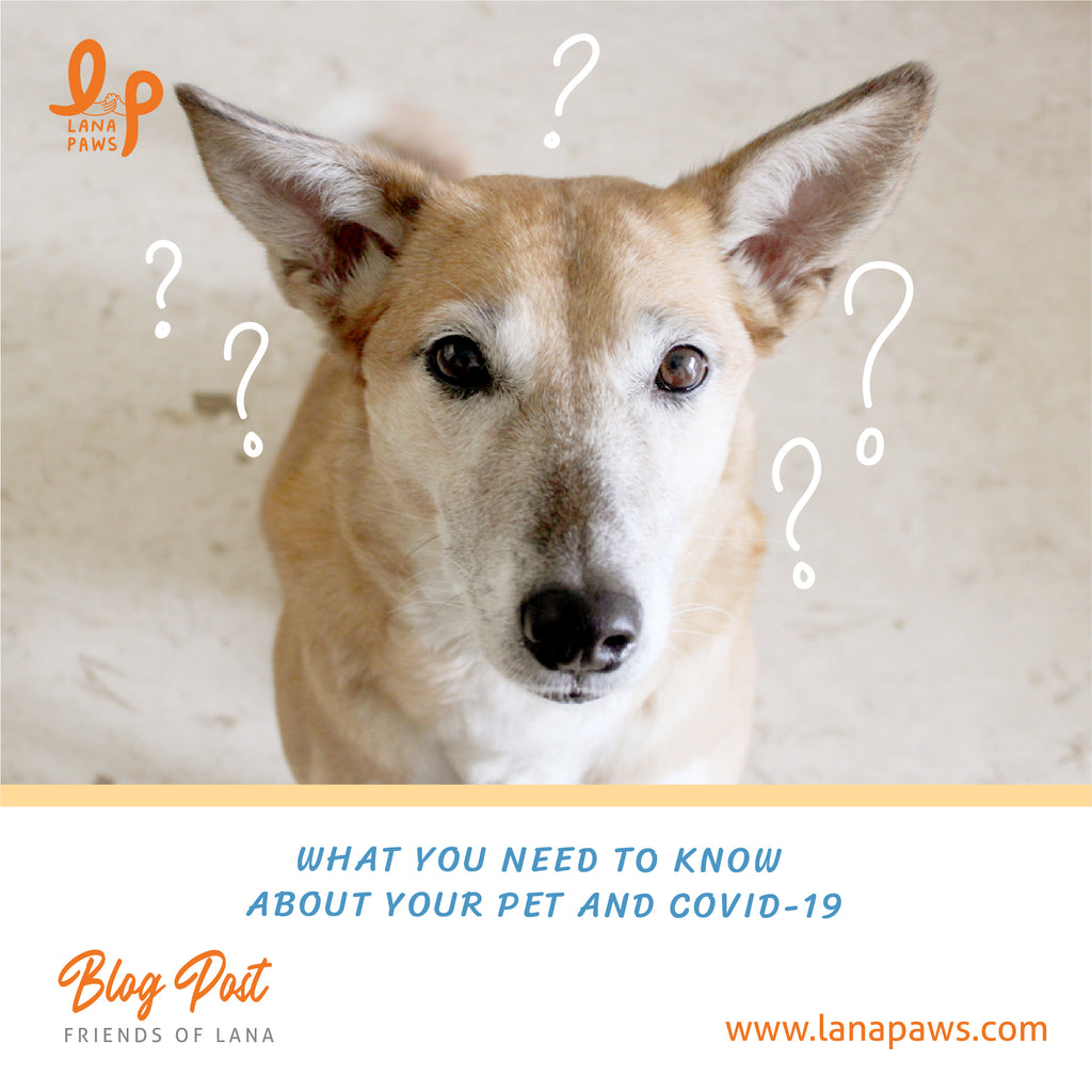 Lana Paws blog on what you need to know about your pet and coronavirus