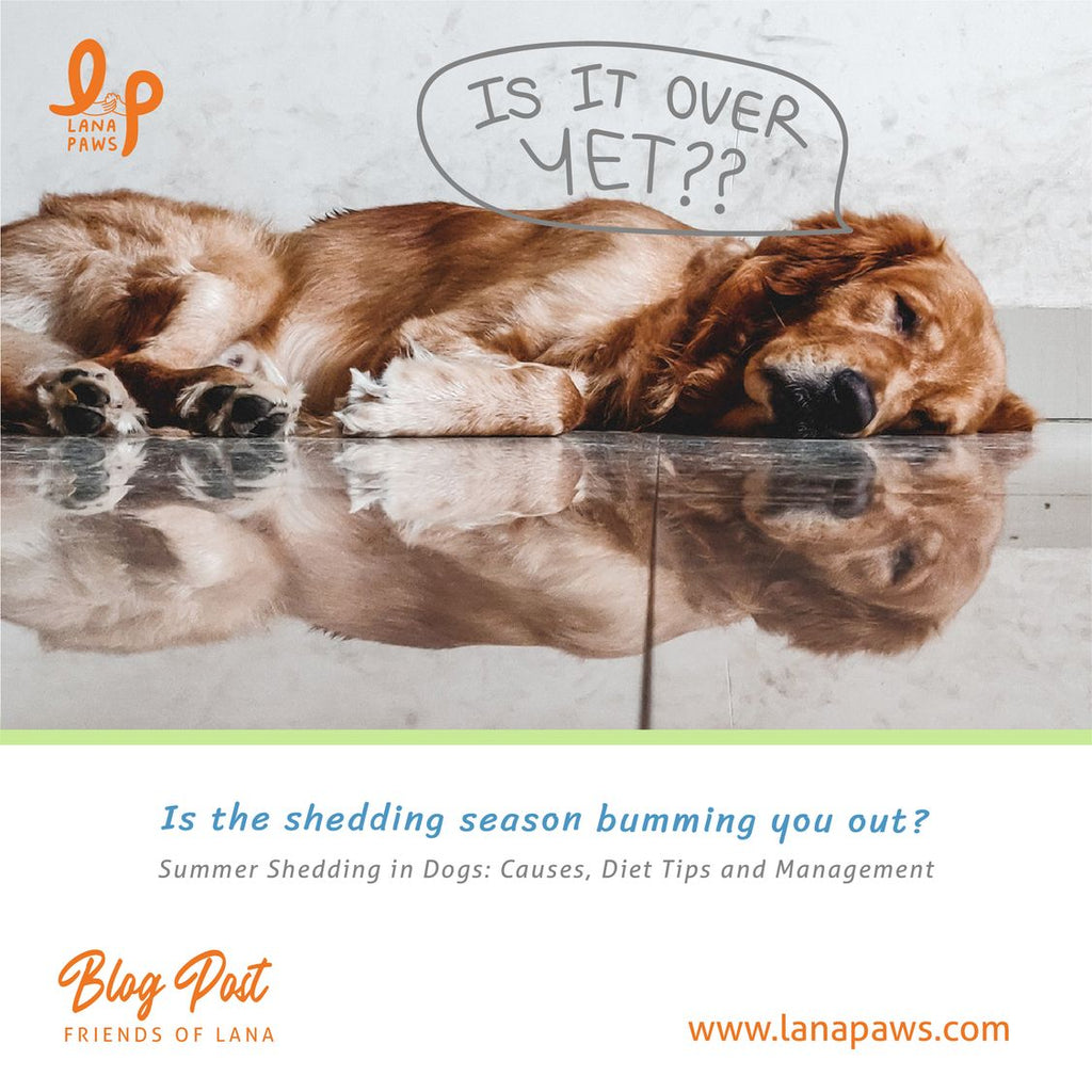 How to control shedding in dogs Lana Paws Blog