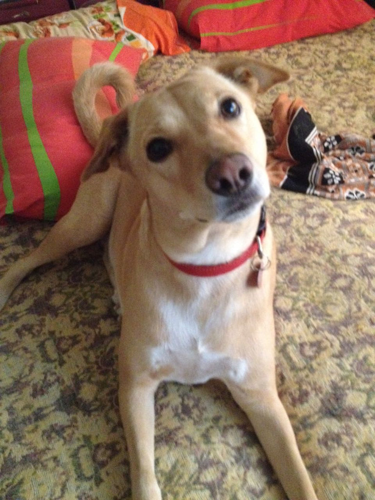 Therapy dog india Lana Paws