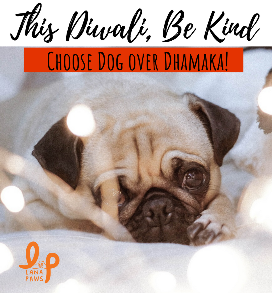 A Guide to Celebrating a Happy, Healthy & Safe Diwali with Pets