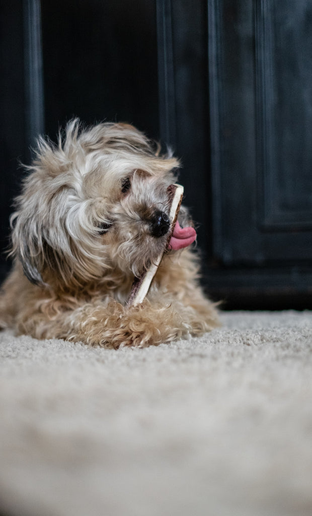 A complete guide to superfoods for dogs