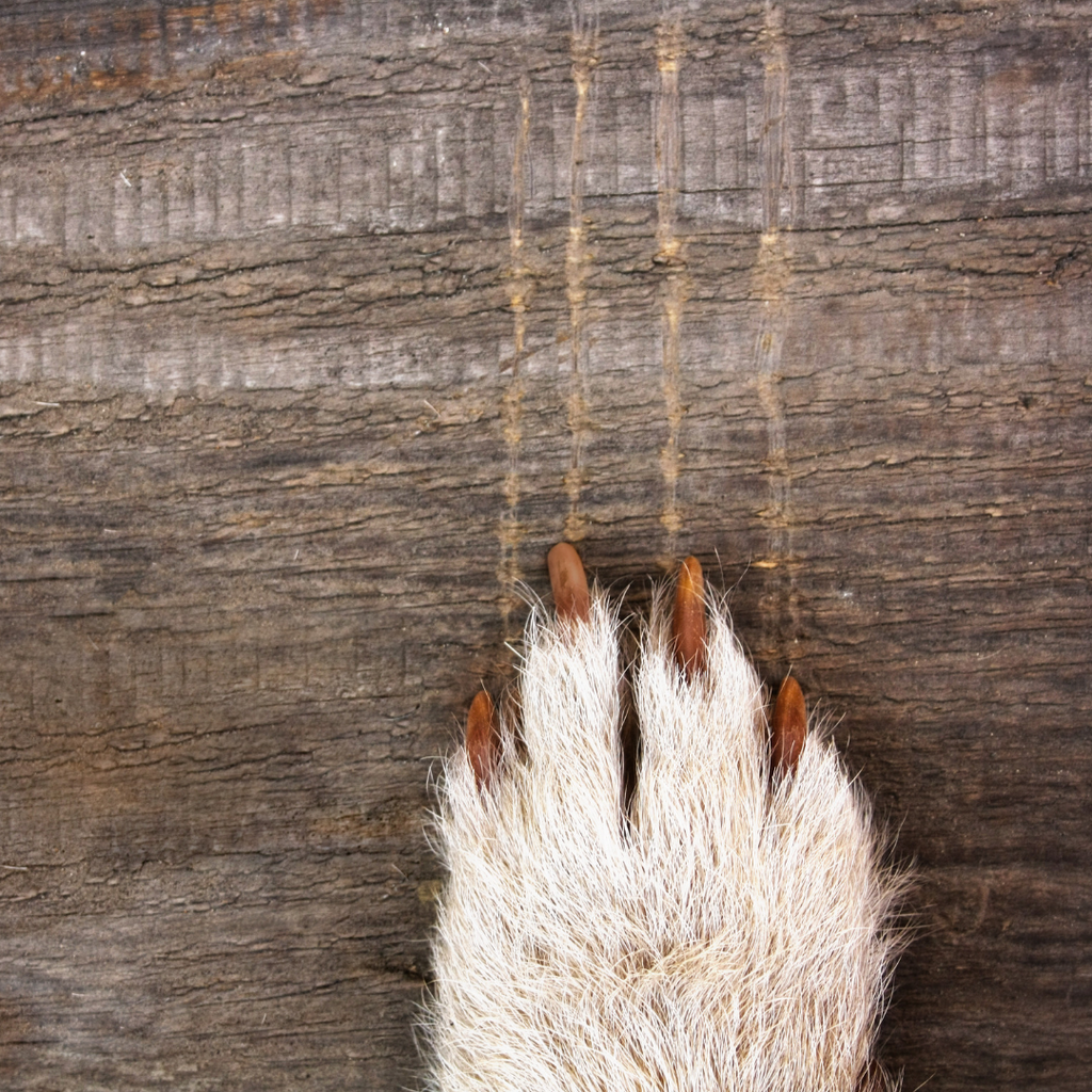 How to identify and treat common skin issues in dogs using natural and home remedies