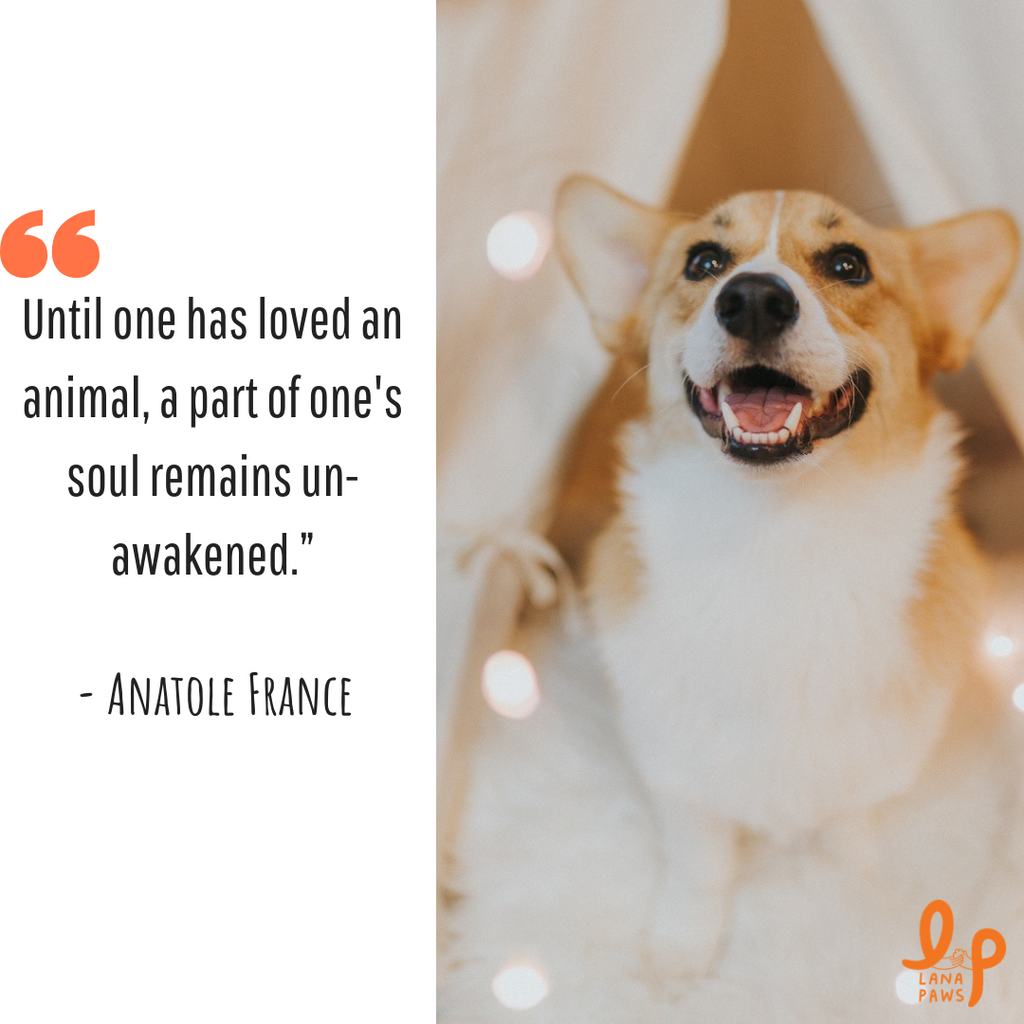 Heartwarming stories of pets and their parents