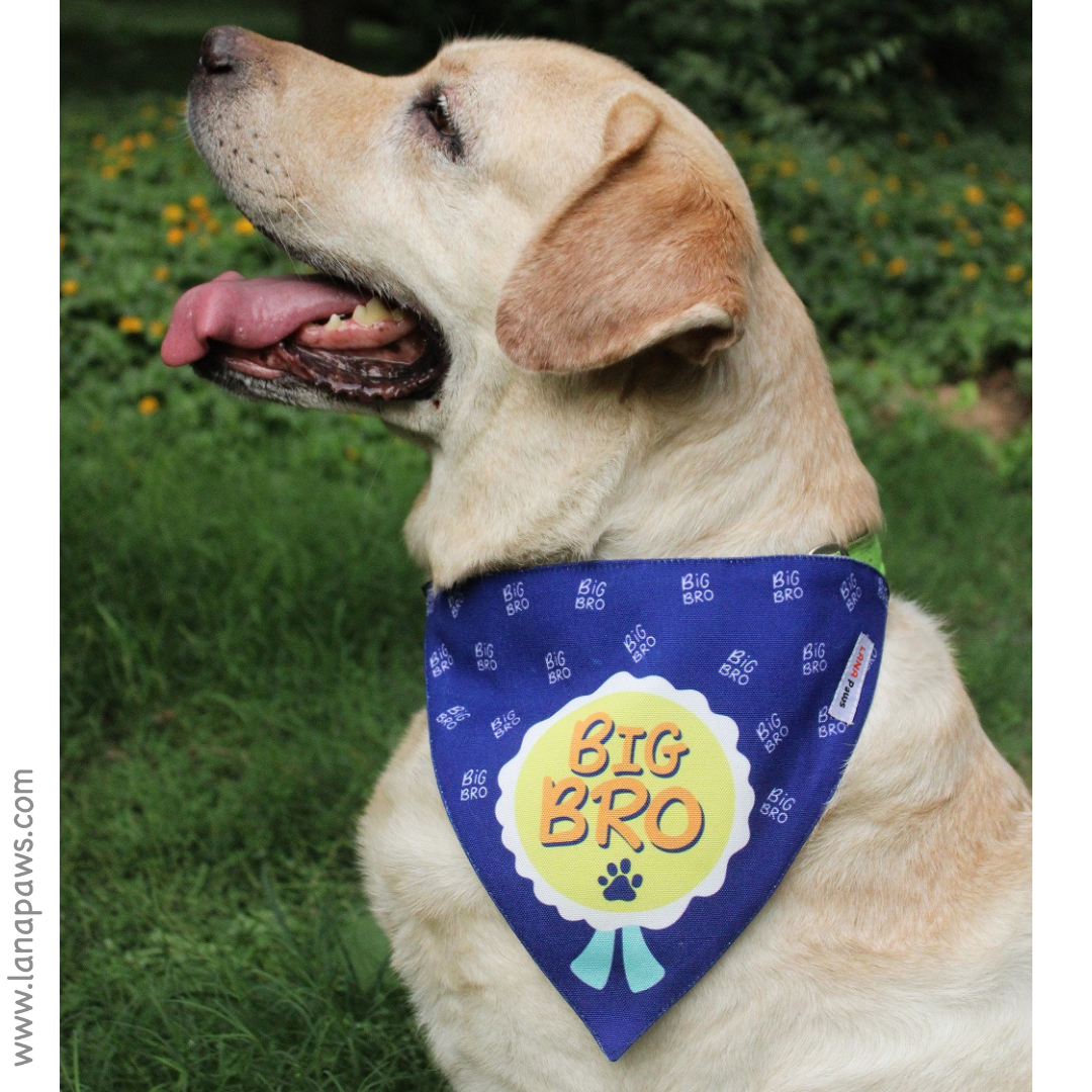 Big brother best sale dog bandana petsmart