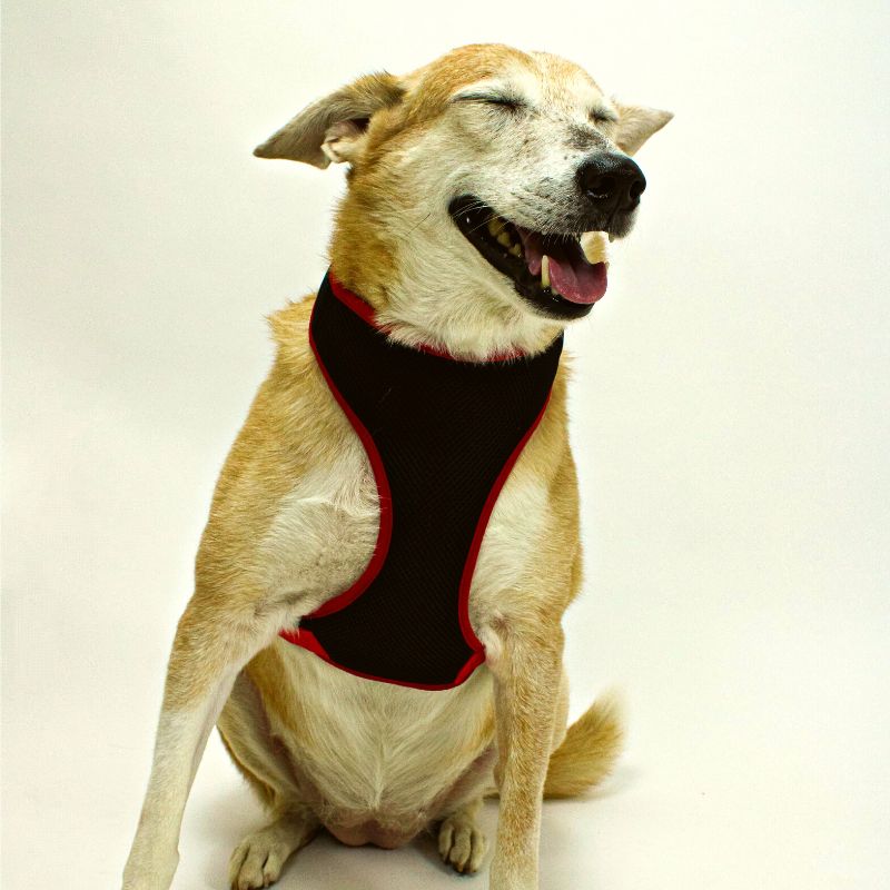 Buy Comfortable Adjustable Back Clip Dog Harness l Lana Paws