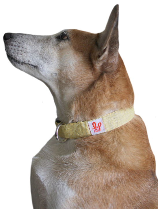 Dog best sale collars india