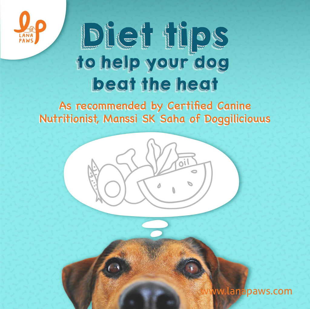 Lana Paws summer diet tips for dogs