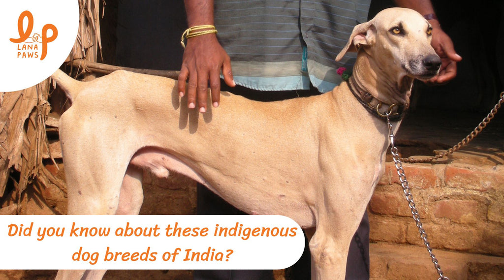 Did you know about these indigenous dog breeds of India?