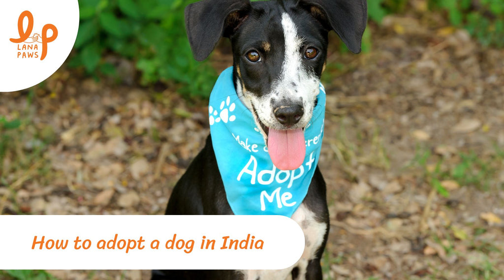 how to adopt a dog in india