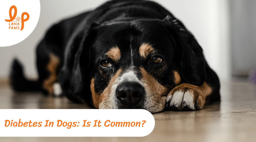 Diabetes In Dogs: Is It Common?