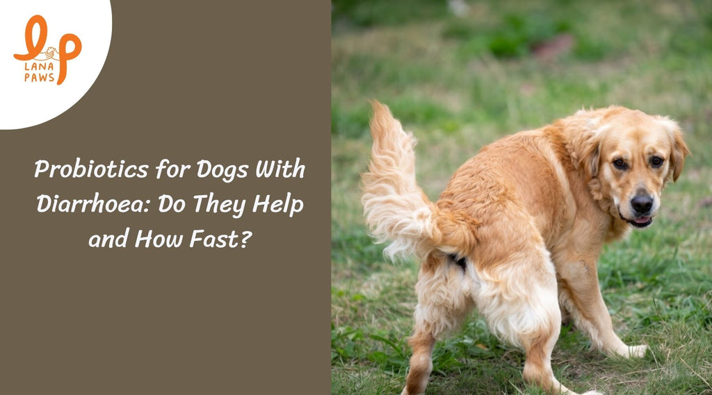 Probiotics for Dogs With Diarrhoea: Do They Help and How Fast?