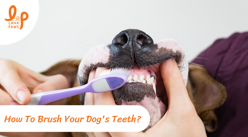 A Beginner's Guide To How To Clean Your Dog’s Teeth!