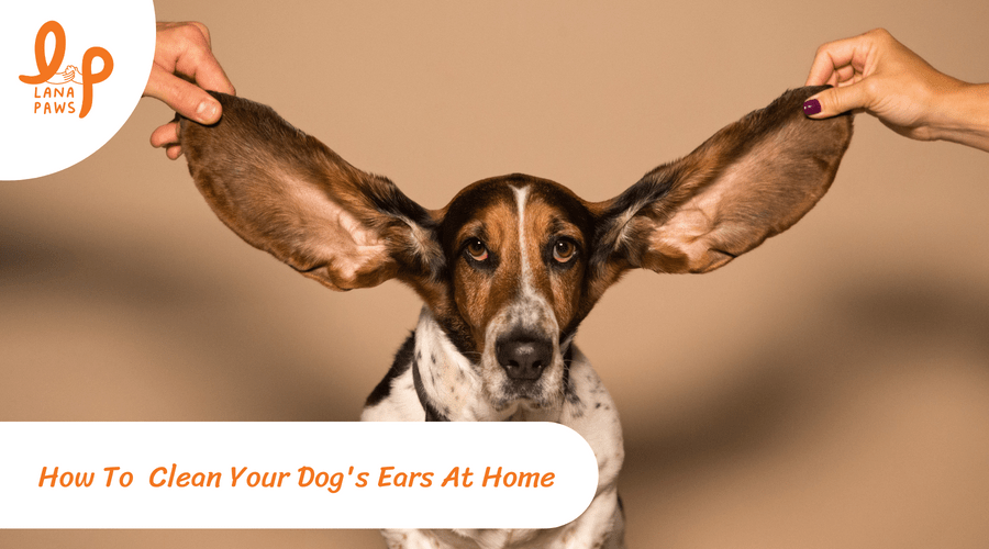 How To Clean Your Dog's Ears At Home?