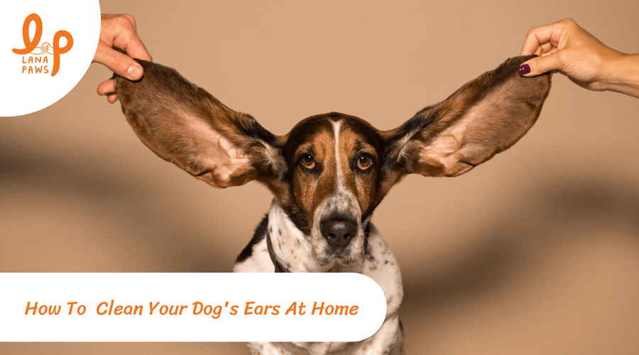 Best way to clean sales dog's ears at home