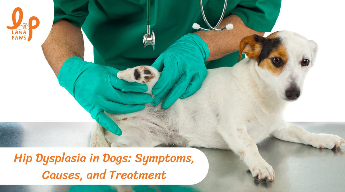 Hip Dysplasia in Dogs: Symptoms, Causes, and Treatment l Lana Paws Blog