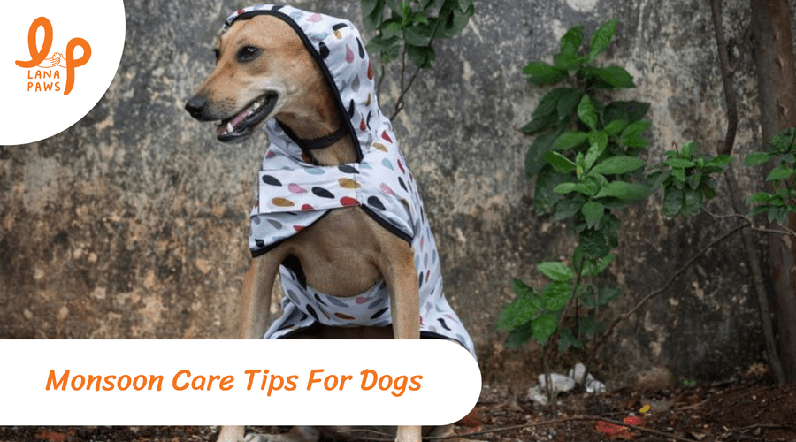 Monsoon care tips for dogs