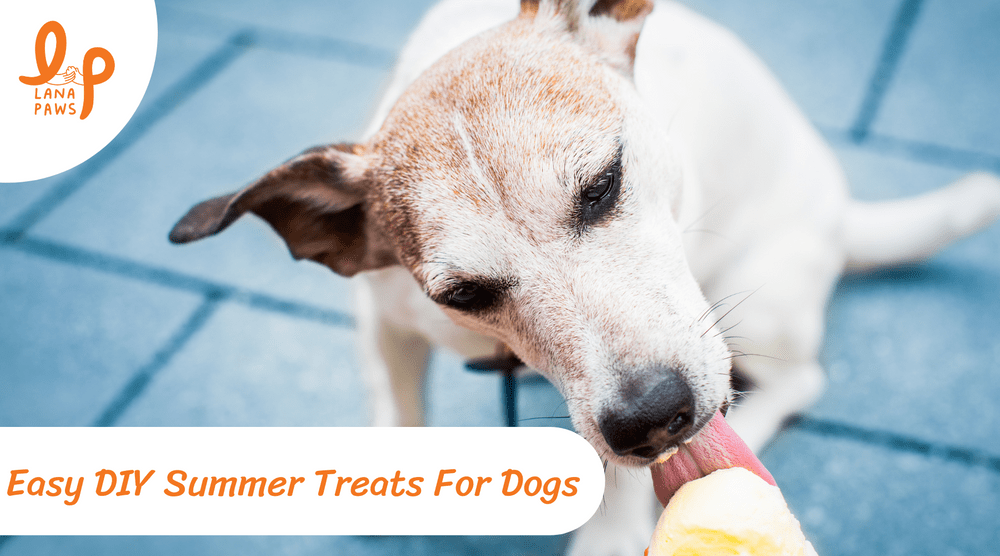 Lana Paws blog on DIY summer treats for dogs