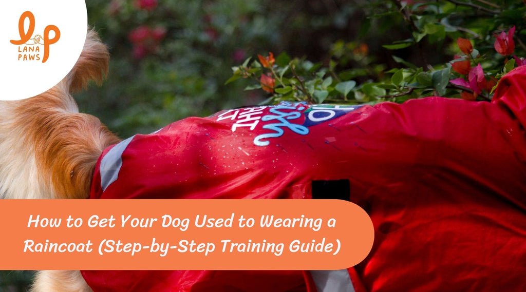 'dog wearing a raincoat on a walk during monsoon in India'