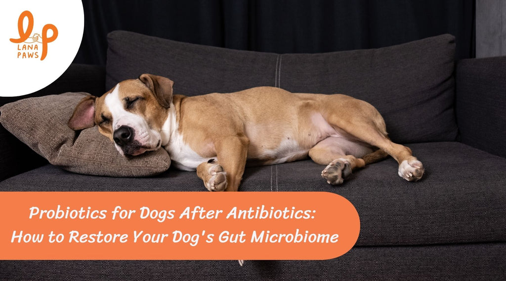 How to Restore Your Dog's Gut Microbiome