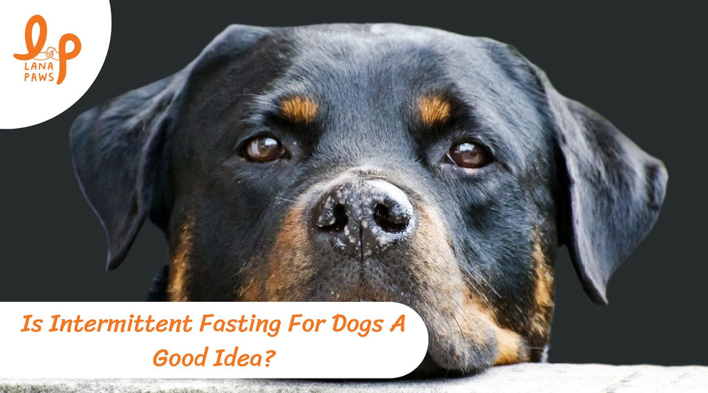 Is Intermittent Fasting For Dogs A Good Idea?