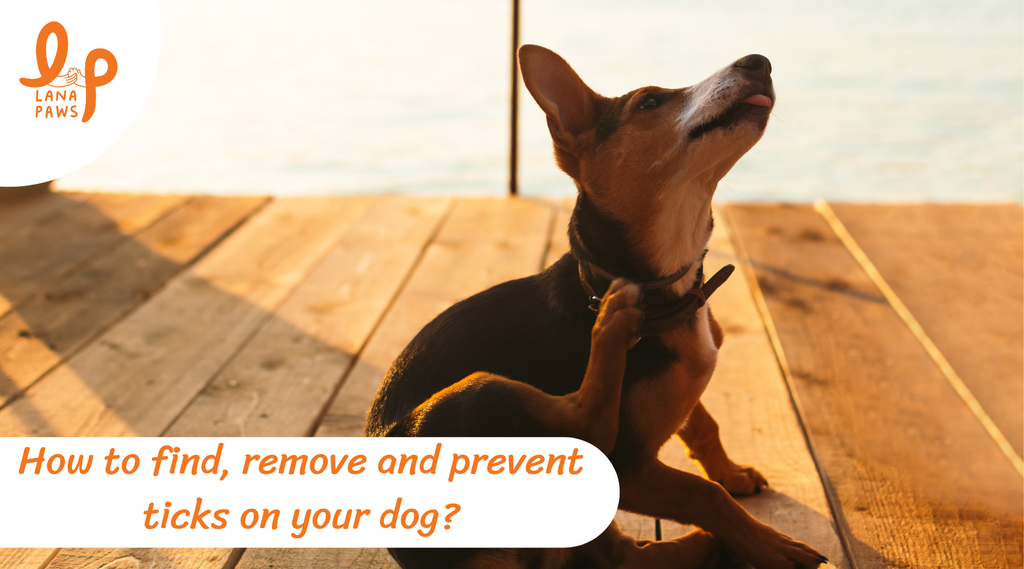 How to find, remove and prevent ticks on your dog?