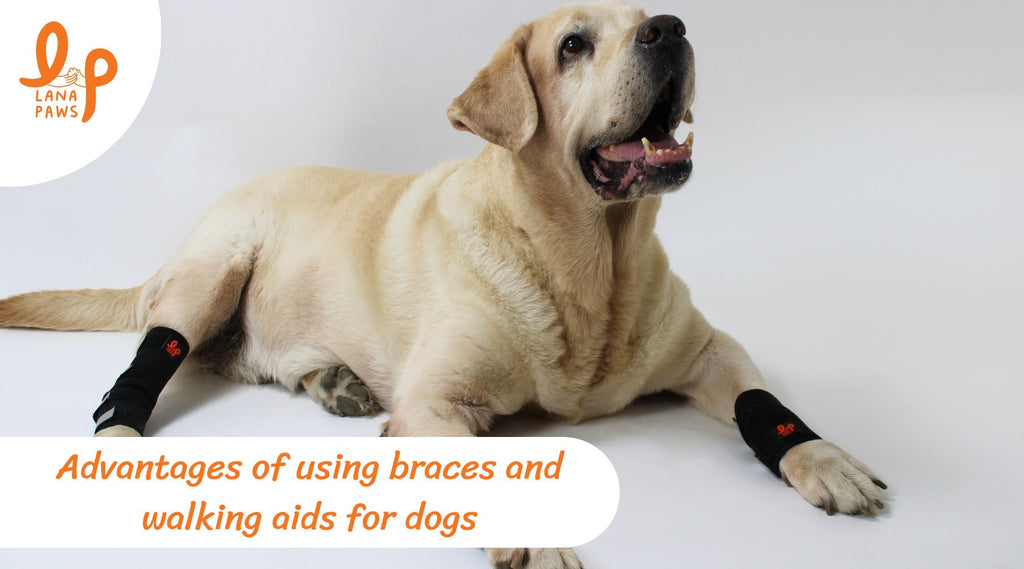 Advantages of using braces and walking aids for dogs