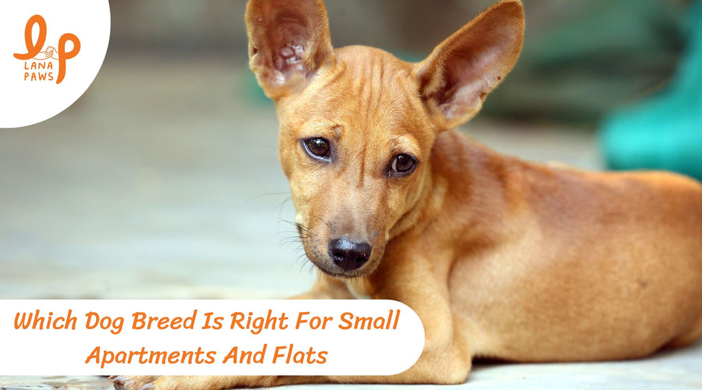 Which Dog Breed Is Right For Small Apartments And Flats