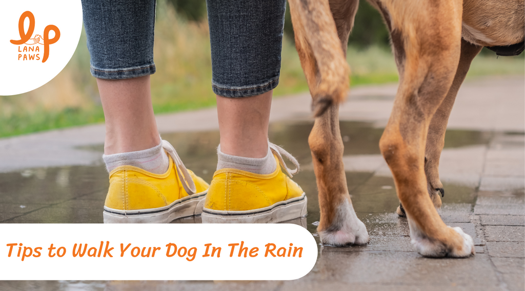 Tips to walk your dog rain the rain Lana Paws Blog