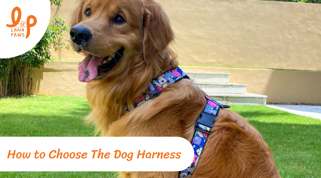 How to choose the best and the safest harness for your dog