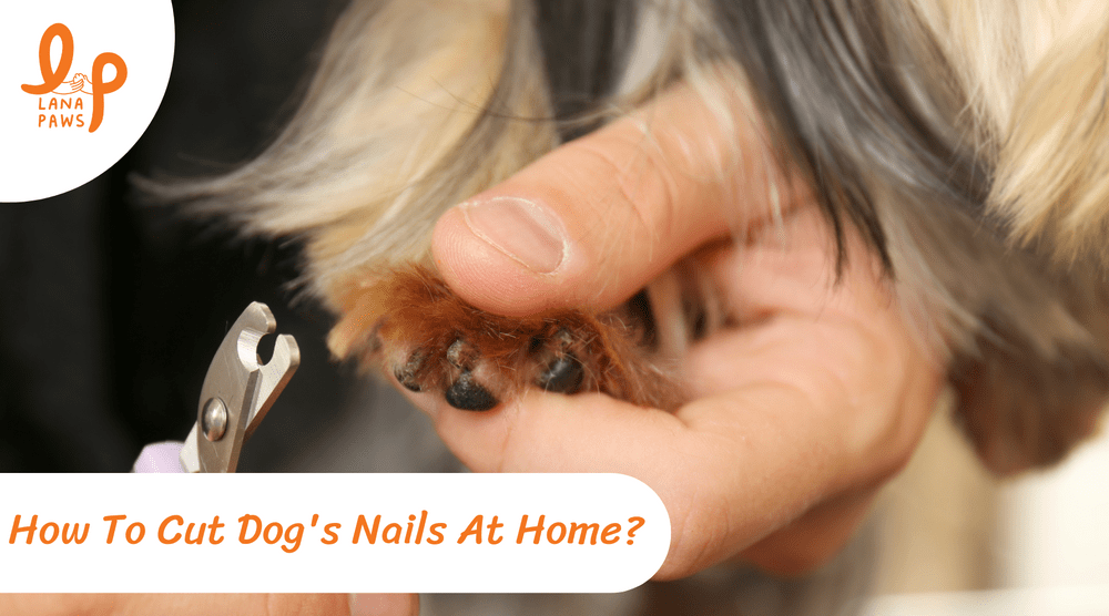 How to cut dog’s nails at home
