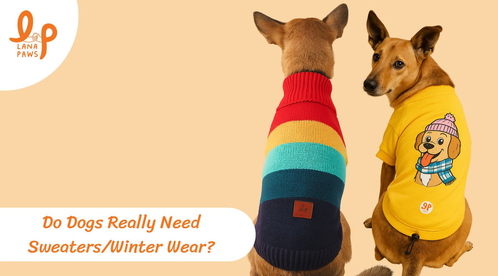 do dogs need sweaters in India?