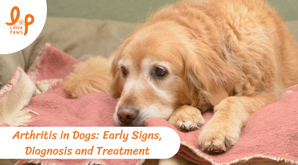 Arthritis in Dogs: Early Signs, Diagnosis and Treatment