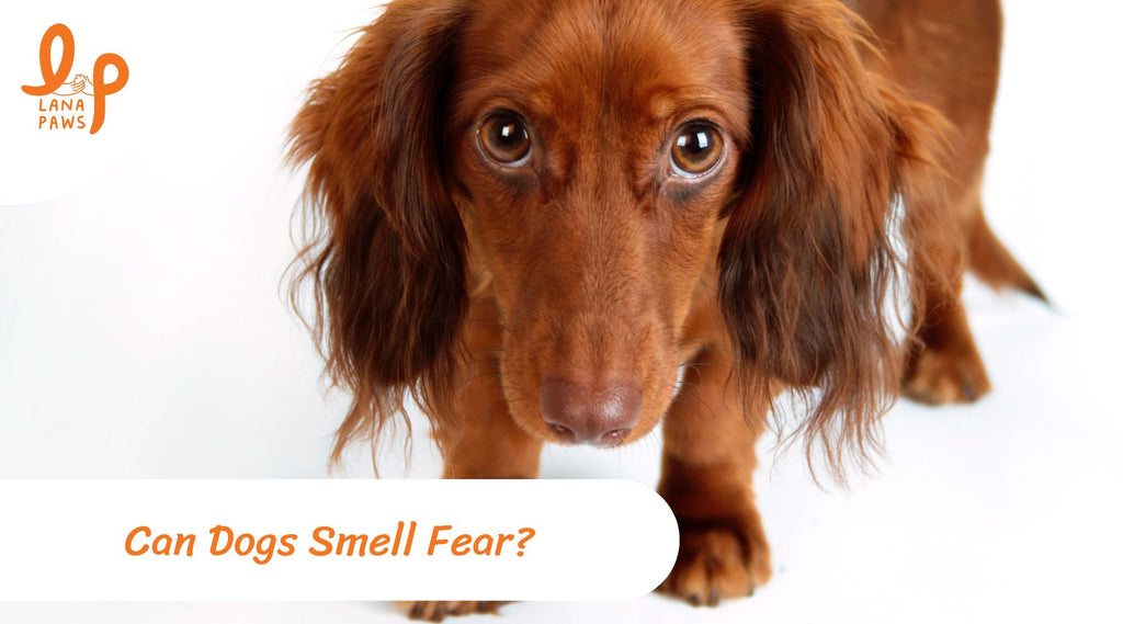 can dogs smell fear
