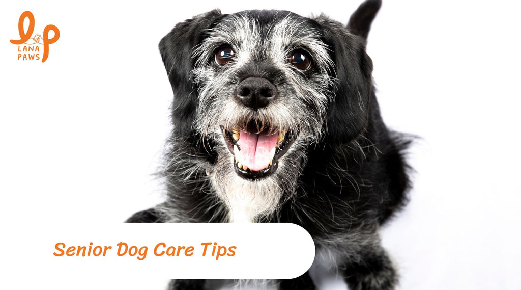 senior dog care tips